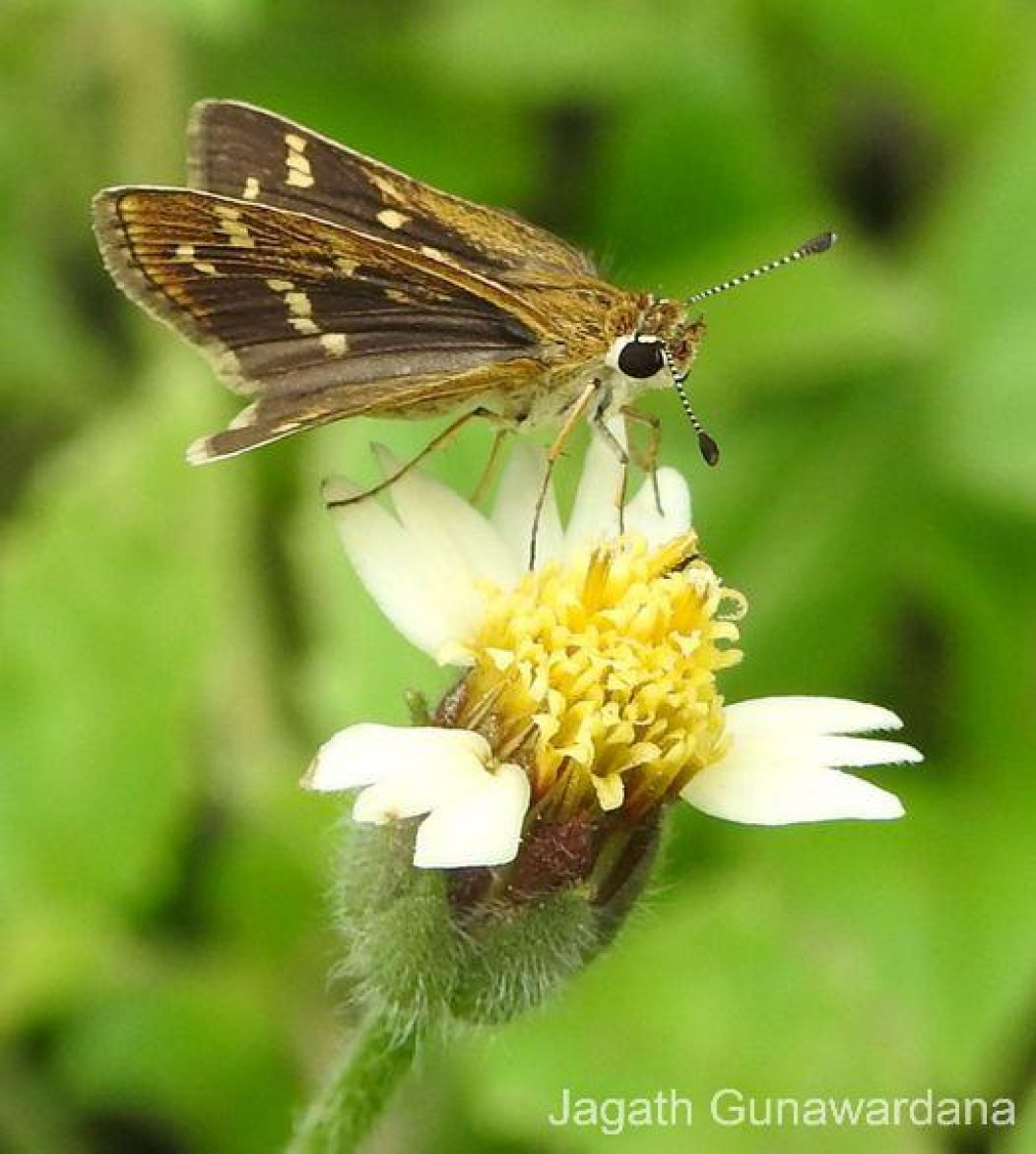 Taractrocera maevius  Fabricius, 1793